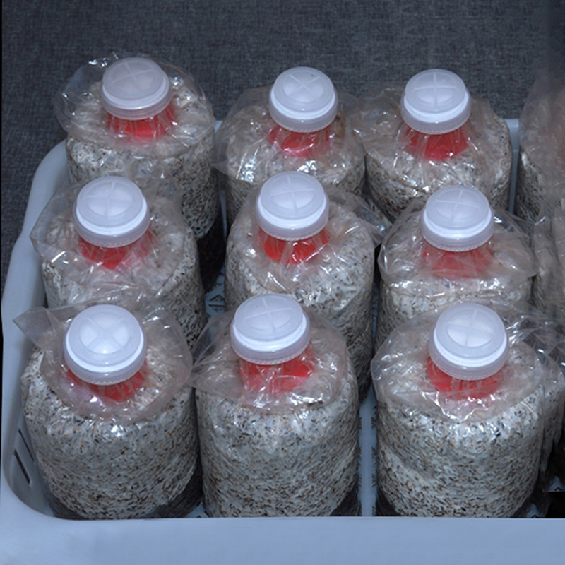 10 buah jamur tumbuh tas Seale - Mushroom Spawn Bag ulasan dan harga