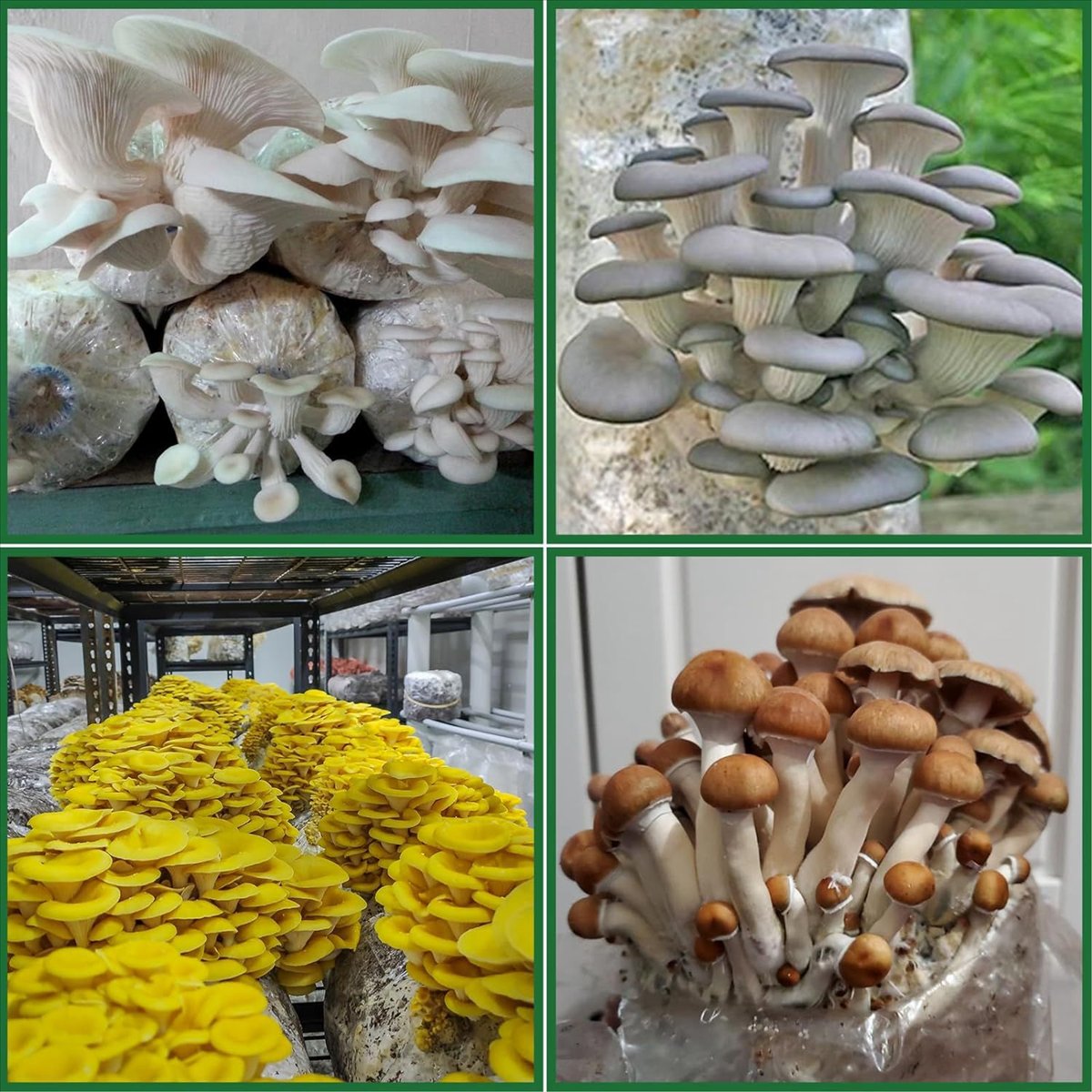 Kantong Tumbuh Jamur, 25 Buah  - Mushroom Spawn Bag ulasan dan harga