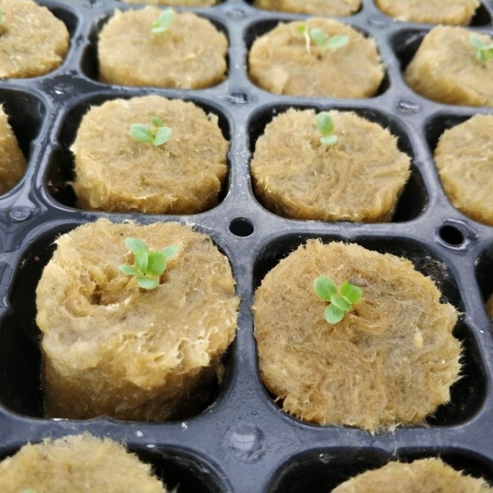 50PCS Blok Bibit Hidroponik Uk - Nursery Plug Tray ulasan dan harga