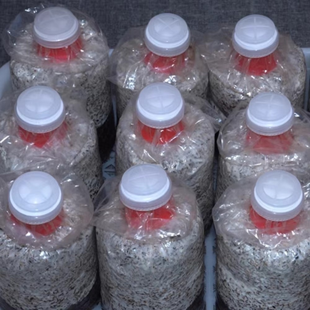 10pcs Kantong Tumbuh Jamur Tah - Mushroom Spawn Bag ulasan dan harga